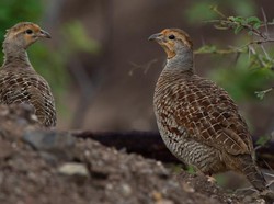 7 Fakta Unik Burung Puyuh, Burung Petelur Favorit Masyarakat
