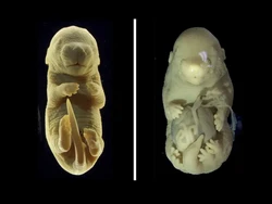 Eksperimen Aneh, Ilmuwan Ciptakan Embrio Tikus Kaki 6 Tanpa Kelamin