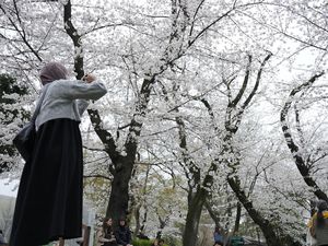 Turis Indonesia Viral, Diduga Rusak Bunga Sakura di Jepang