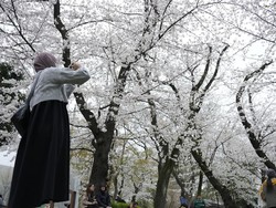 Jepang Diterpa Rumor Gempa Besar, Turis-Turis Batalkan Liburan