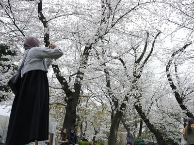 Melihat Sakura Bermekaran di Tokyo yang Bikin Hati Adem