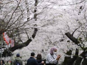 Tradisi Merayakan Bunga Sakura di Jepang dan Maknanya Tradisi Merayakan Bunga Sakura di Jepang dan Maknanya