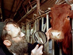 Soal Sapi Merah Israel, Konon Ritualnya Sedang Dipersiapkan