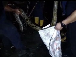 Damkar Palangkaraya Evakuasi Piton 3 Meter Kerap Mangsa Ternak Warga