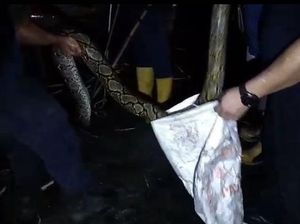 Damkar Palangkaraya Evakuasi Piton 3 Meter Kerap Mangsa Ternak Warga Damkar Palangkaraya Evakuasi Piton 3 Meter Kerap Mangsa Ternak Warga