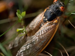 Jangkrik Akan Serang Daerah Ini, Jumlahnya Triliunan!