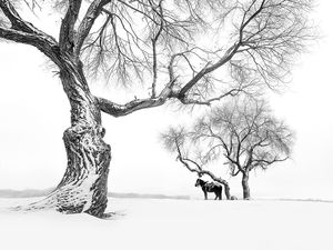 Jawara Kontes Foto Hitam Putih yang Menyihir Mata, Ada dari Indonesia