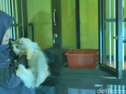 Penitipan Hewan Peliharaan di Tulungagung Naik 2 Kali Lipat Jelang Lebaran