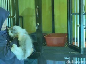 Penitipan Hewan Peliharaan di Tulungagung Naik 2 Kali Lipat Jelang Lebaran Penitipan Hewan Peliharaan di Tulungagung Naik 2 Kali Lipat Jelang Lebaran