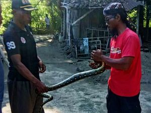 Sembunyi di Atap Rumah Warga, Ular Piton 2 Meter Ditangkap