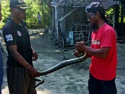 Sembunyi di Atap Rumah Warga, Ular Piton 2 Meter Ditangkap