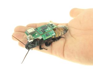 Ilmuwan Bikin Kecoak Cyborg, Ini Geli atau Canggih Ya? Ilmuwan Bikin Kecoak Cyborg, Ini Geli atau Canggih Ya?
