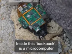 Ilmuwan Ciptakan Kecoak Cyborg untuk Operasi SAR Bencana