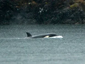 Sedih Banget! Anakan Orca Yatim Piatu Terdampar Berminggu-minggu