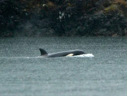Sedih Banget! Anakan Orca Yatim Piatu Terdampar Berminggu-minggu