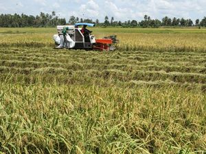 Cadangan Pangan di Sulsel Masih Jauh dari Ideal, Kekurangan 1.700 Ton Cadangan Pangan di Sulsel Masih Jauh dari Ideal, Kekurangan 1.700 Ton