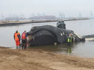 Menyedihkan, Paus Terancam Punah Terbunuh Minggu Ini