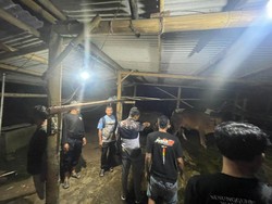 Polisi Gerebek Tempat Penggelonggongan Sapi di Boyolali, 1 Orang Ditangkap!