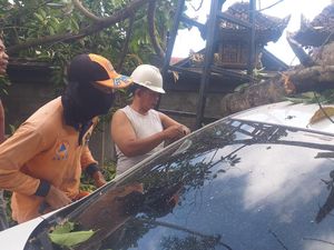 Pohon Cempaka Tumbang Timpa Mobil di Klungkung