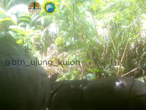 Terlihat Camera Trap, Populasi Badak Jawa di Ujung Kulon Tambah 1 Ekor Terlihat Camera Trap, Populasi Badak Jawa di Ujung Kulon Tambah 1 Ekor
