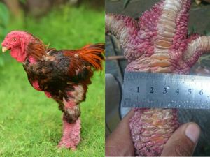 5 Fakta Dong Tao, Ayam Mahal yang Punya Ceker Jumbo Bersisik 5 Fakta Dong Tao, Ayam Mahal yang Punya Ceker Jumbo Bersisik