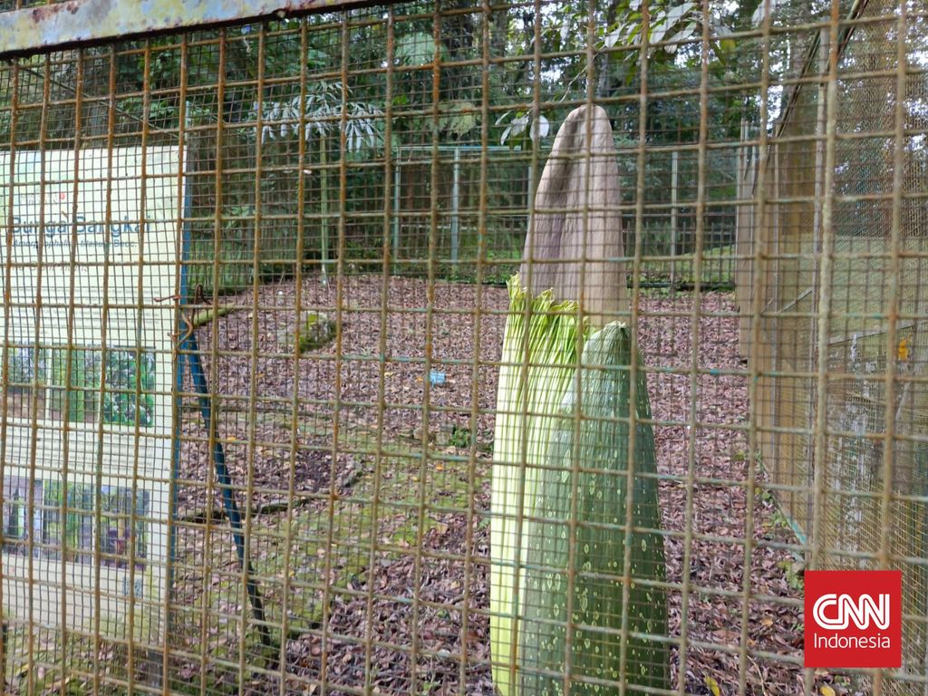 Bunga Bangkai atau Amorphophallus titanum (Becc.) di Kebun Raya Cibodas mengeluarkan kuncup bunga pada 16 Februari 2024 dan diperkirakan bakal mekar pada akhir April 2024 menyambut libur lebaran.