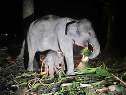 Dulu Kena Jerat, Gajah Fuja Lahirkan Anak Betina
