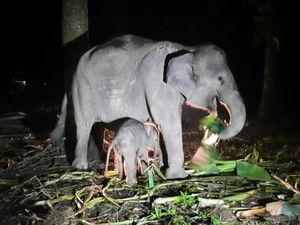 Kabar Gembira! Anak Gajah yang Lahir di PKG Riau
