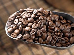 Pengusaha Kafe Belum Rasakan Dampak Kenaikan Harga Biji Kopi Pengusaha Kafe Belum Rasakan Dampak Kenaikan Harga Biji Kopi