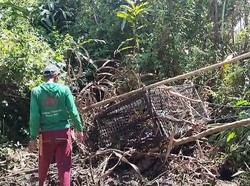 Jebakan untuk Menangkap Harimau di Lampung Barat Dirusak Puluhan Gajah