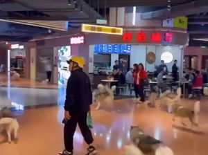 100 Husky Kabur dari Kafe Anjing, Serbu Mal 100 Husky Kabur dari Kafe Anjing, Serbu Mal
