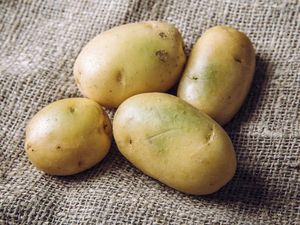 Kentang Sudah Kehijauan Kulitnya, Masih Aman Dimakan? Kentang Sudah Kehijauan Kulitnya, Masih Aman Dimakan?