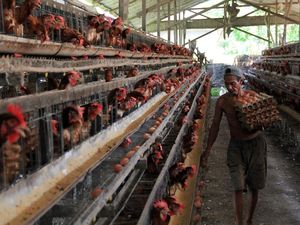 UMKM Tepung Telur Didorong Naik Kelas, Kurangi Ketergantungan Impor