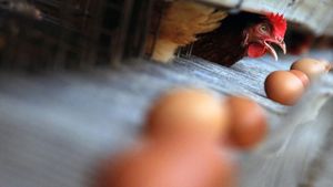 Meningkatnya Permintaan Telur Ayam untuk Lebaran