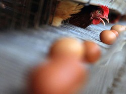 25 Fakta Seputar Telur Ayam Bagi Kesehatan, Ternyata Bukan Penyebab Bisul