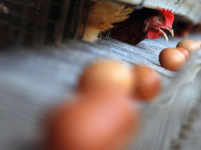 Meningkatnya Permintaan Telur Ayam untuk Lebaran