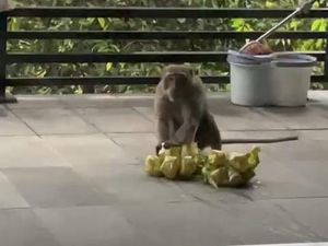 Aksi Monyet Curi Ketupat hingga Makanan Lebaran di Bandung