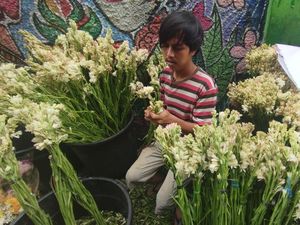 Penjual Bunga Sedap Malam di Jakbar Cuan Rp 5 Juta Per Hari Jelang Lebaran