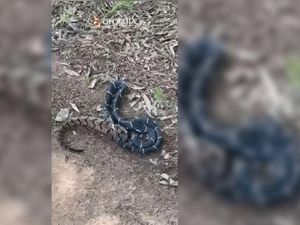 Video Viral Ular Makan Ular, Padahal Ukurannya Lebih Besar