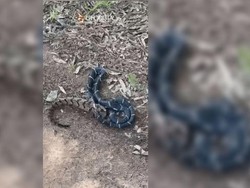 Video Viral Ular Makan Ular, Padahal Ukurannya Lebih Besar