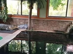 Hiii! Ada Aligator Berenang bareng Anak-anak