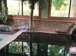 Hiii! Ada Aligator Berenang bareng Anak-anak