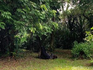 Ragunan Rayakan Ultah Ke-27 Gorila Komo 14 April, Ada Atraksi Khusus
