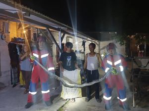 Ular Sanca Muncul di Halaman Rumah Warga Pulau Pari, Damkar Turun Tangan