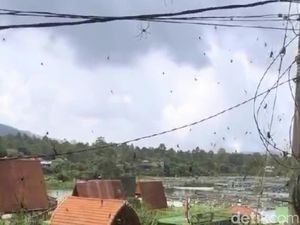 Hii... Penampakan Serbuan Laba-laba di Kintamani Bali Hii... Penampakan Serbuan Laba-laba di Kintamani Bali