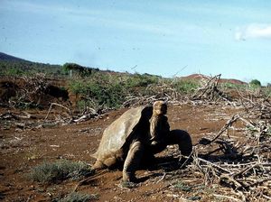 Kisah George, Kura-kura Raksasa Kesepian yang Hidup sampai Umur 100 Tahun Kisah George, Kura-kura Raksasa Kesepian yang Hidup sampai Umur 100 Tahun