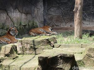 Menanti Kabar Gembira dari Pasangan Shah Rukh Khan dan Jelita