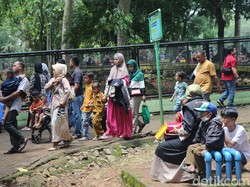Hari Ini di Ragunan Ada 7 Anak Terpisah dari Orang Tua