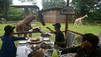 Sensasi Makan Bersama Jerapah di Bogor