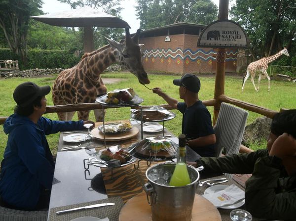 Sensasi Makan Bersama Jerapah di Bogor